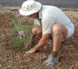 Peanut shell mulch