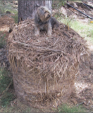 Bale of hay