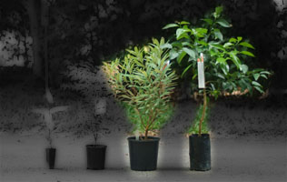 Special plants and fruit trees